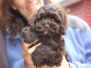 A Chocolate-coloured
  Male  Cockapoo