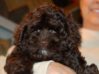A Chocolate-coloured
  Male  Cockapoo