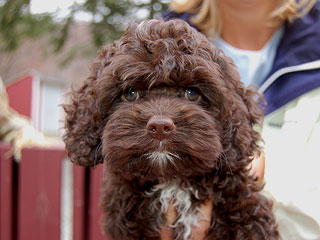 A Chocolate-coloured
  Male  Cockapoo