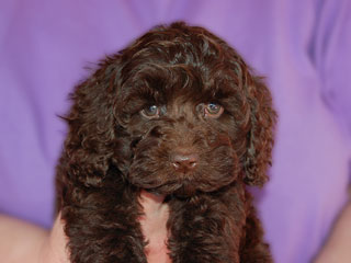 A Chocolate-coloured
  Male  Cockapoo