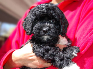    A Black-coloured
Female  Cockapoo