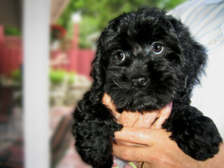   A Black-coloured
Female  Cockapoo