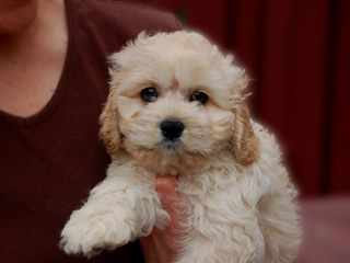     A Buff-coloured
Male  Cockapoo
