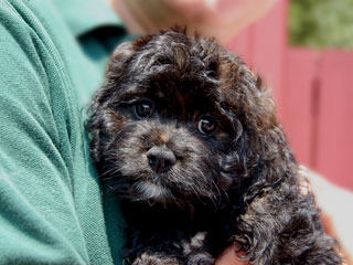    A Sable-coloured
Female  Cockapoo