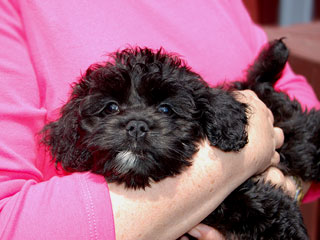    A Black-coloured
Female  Cockapoo