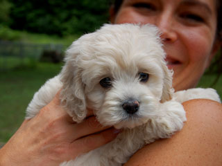 A Buff & White Parti-coloured
   Male  Cockapoo