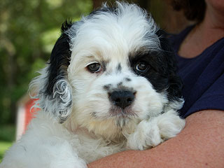 A Black & White Parti-coloured
  Male  Cockapoo
