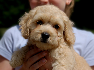     A Buff-coloured
Male  Cockapoo