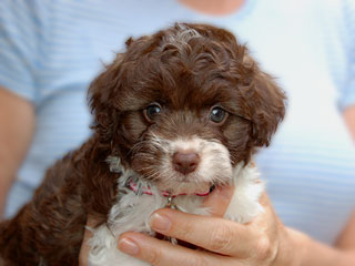 A Sable & White Parti-coloured
   Female  Cockapoo
