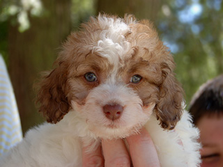 A Sable & White Parti-coloured
    Male  Cockapoo