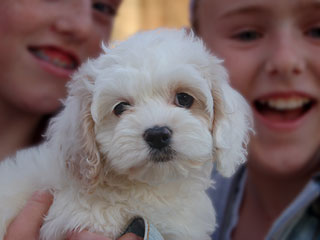 A Buff & White Parti-coloured
   Female  Cockapoo