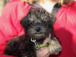  A Silver-coloured
Male  Schnoodle