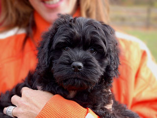  A Black-coloured
Male  Cockapoo