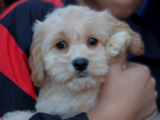  A Buff-coloured
Female  Cockapoo