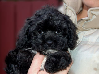   A Black-coloured
Male  Cockapoo
