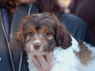 A Chocolate Tri Parti-coloured
   Female  Cockapoo