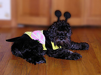 "Benny"... a
Black Male Schnoodle