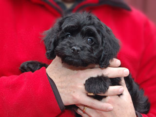 A Dark Sable-coloured
Female  Cockapoo