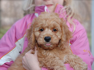 An Apricot-coloured
Male  Cockapoo