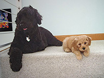 "Buddy", a buff male cockapoo
  with his new friend, "Rio"