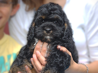 A Black & Tan-coloured
      Male  Cockapoo
