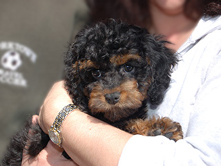 A Black & Tan-coloured
    Female  Cockapoo