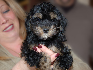 A Black & Tan-coloured
      Male  Cockapoo
