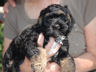   A Black & Tan-coloured
Female  Cockapoo