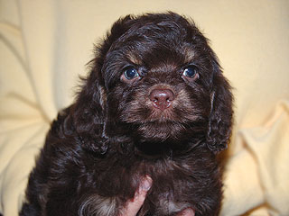 A Chocolate & Tan-coloured
 Male  Cockapoo