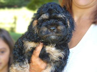  A Black & Tan-coloured
Male  Cockapoo