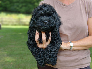    A Black-coloured
Female  Cockapoo