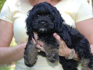 A Black & Tan-coloured
 Female  Cockapoo