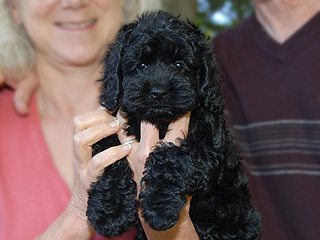    A Black-coloured
Female  Cockapoo