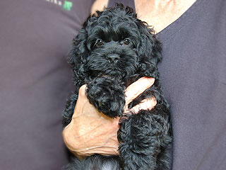    A Black-coloured
Female  Cockapoo