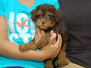 A Chocolate & Tan-coloured
  Female  Cockapoo