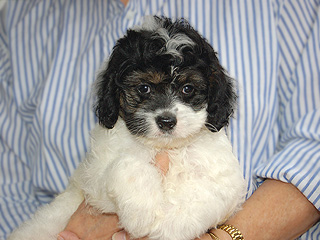 A Tri Parti-coloured
 Male  Cockapoo