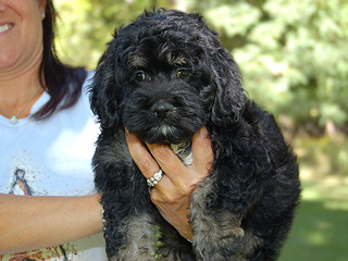 A Black & Tan-coloured
   Male  Cockapoo