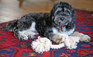     "Boomer"... a
Tri Parti-coloured  Male  Cockapoo
