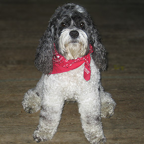 Scamp