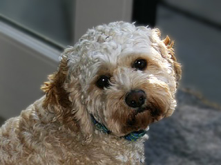 Maggie