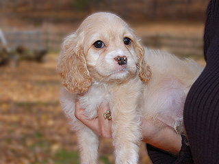 A Buff-coloured
 Male  Cockapoo