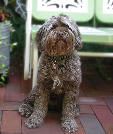   Oscar... the
"Occasional Gardener"