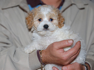 A Buff & White Parti-coloured
  Male  Cockapoo