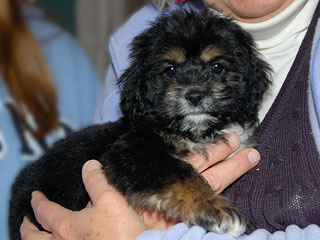 A Black & Tan (Phantom)-coloured
    Female  Cockapoo
