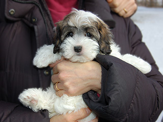 A Sable & White Parti-coloured
      Female  Cockapoo