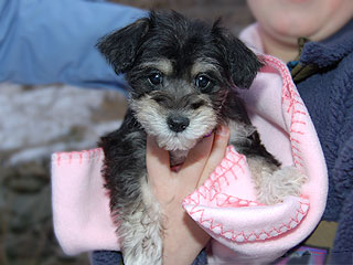 A Black & Tan (Phantom)-coloured
    Female  Schnoodle