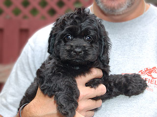 A Black Female Cockapoo