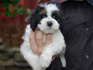 A Tri Parti-coloured Male Cockapoo