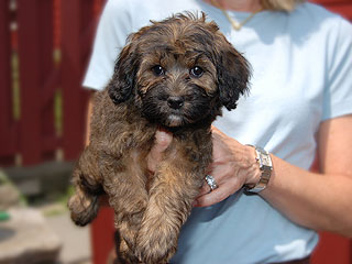 A Changing Sable-coloured
 Male  Cockapoo