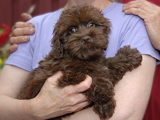 A Chocolate-coloured
 Male  Cockapoo